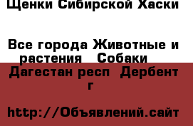 Щенки Сибирской Хаски - Все города Животные и растения » Собаки   . Дагестан респ.,Дербент г.